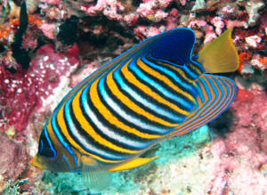 Algae eating marine outlet fish